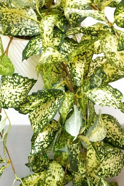 Colgante laurel japonés 105cm largo