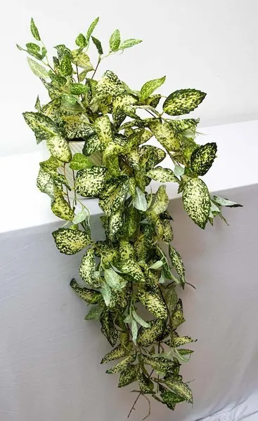 Colgante laurel japonés 105cm largo