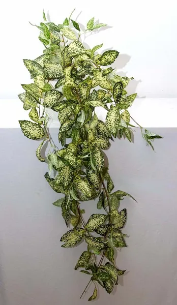 Colgante laurel japonés 105cm largo