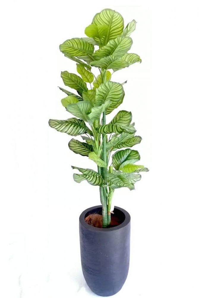 Árbol calathea zebrina 150 cm (precio no incluye maceta)