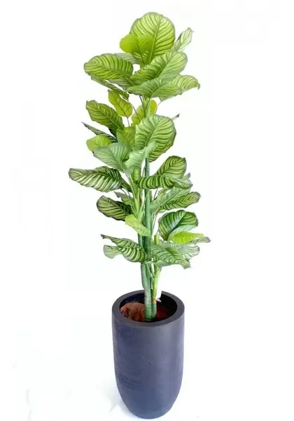 Árbol calathea zebrina 150 cm (precio no incluye maceta)