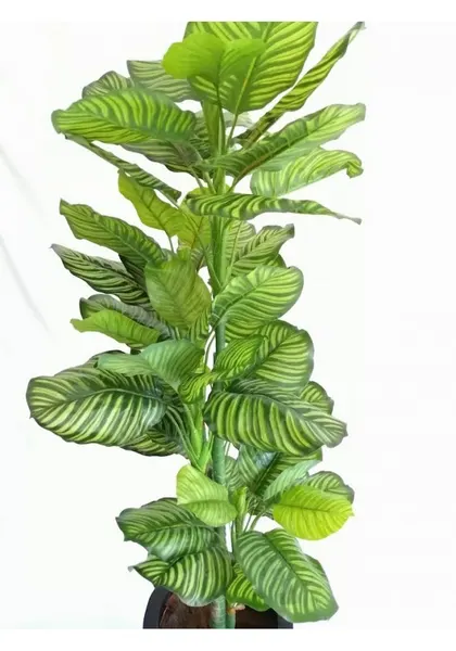 Árbol calathea zebrina 150 cm (precio no incluye maceta)