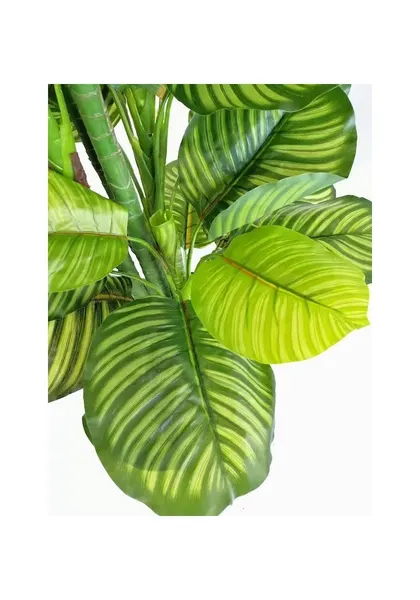 Árbol calathea zebrina 150 cm (precio no incluye maceta)