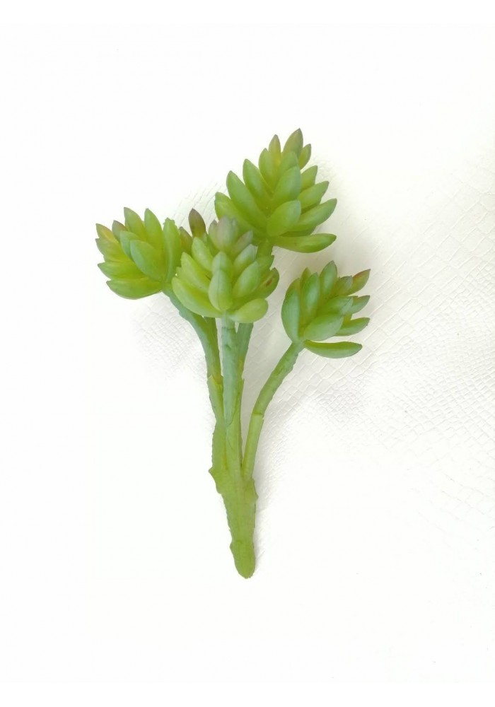 Suculenta hookeri 15 cm