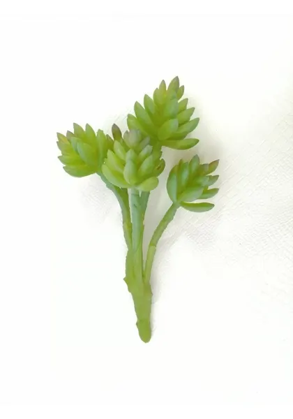 Suculenta hookeri 15 cm