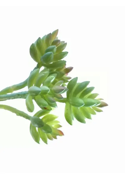 Suculenta hookeri 15 cm