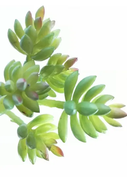 Suculenta hookeri 15 cm
