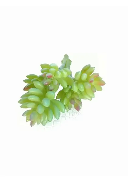 Suculenta hookeri 15 cm
