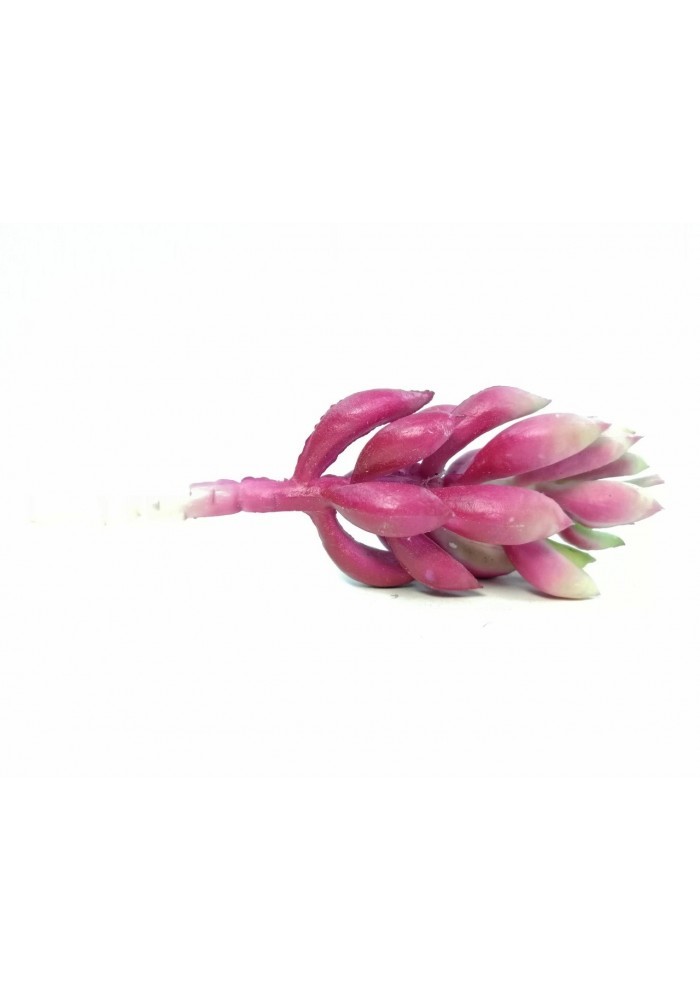 Suculenta sedum morada 10 cm