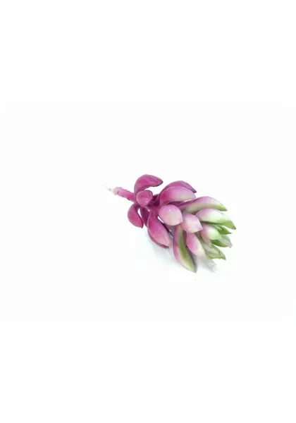 Suculenta sedum morada 10 cm