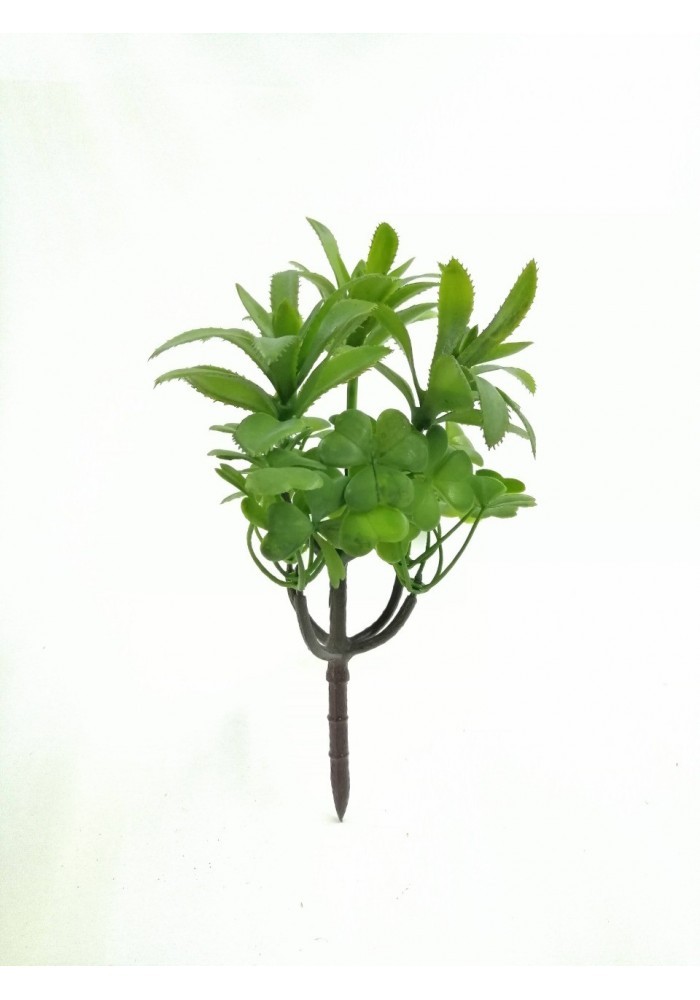 Suculenta silvestre 20 cm