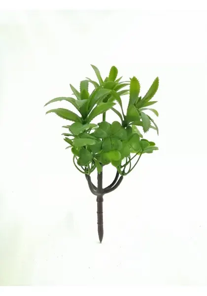 Suculenta silvestre 20 cm