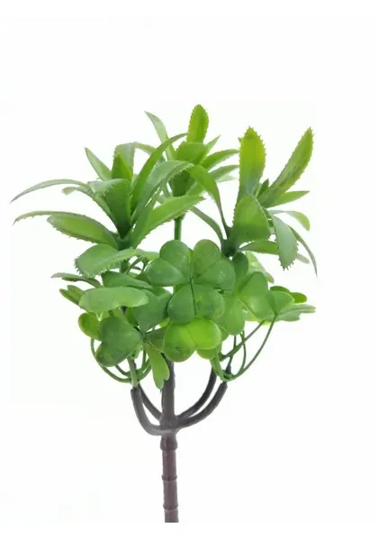 Suculenta silvestre 20 cm