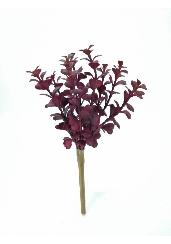Suculenta taria roja 20cm