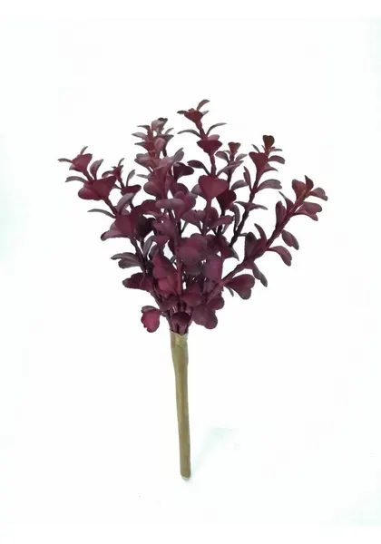 Suculenta taria roja 20cm