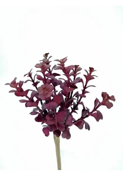Suculenta taria roja 20cm