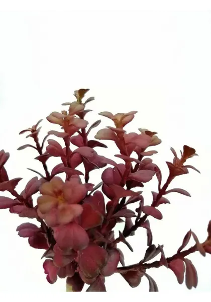 Suculenta taria roja 20cm