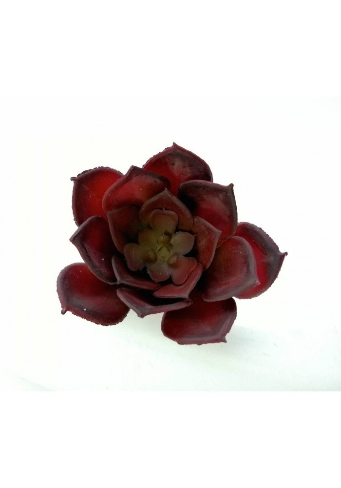 Suculenta usan roja 9cm diámetro
