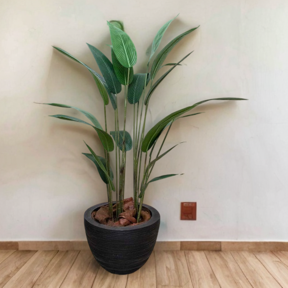 Árbol cuna de moisés 160 cm altura (precio no incluye maceta)