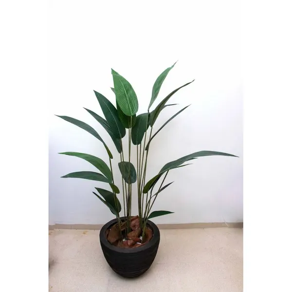 Árbol cuna de moisés 160 cm altura (precio no incluye maceta)