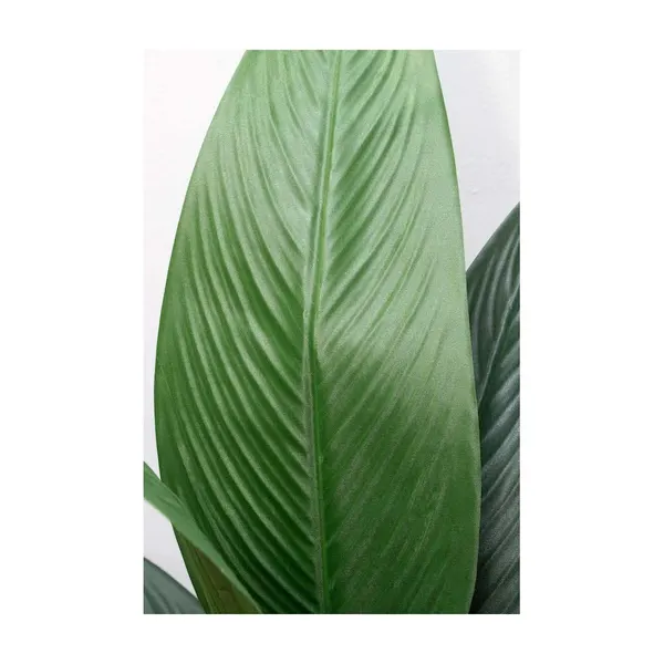 Árbol cuna de moisés 160 cm altura (precio no incluye maceta)