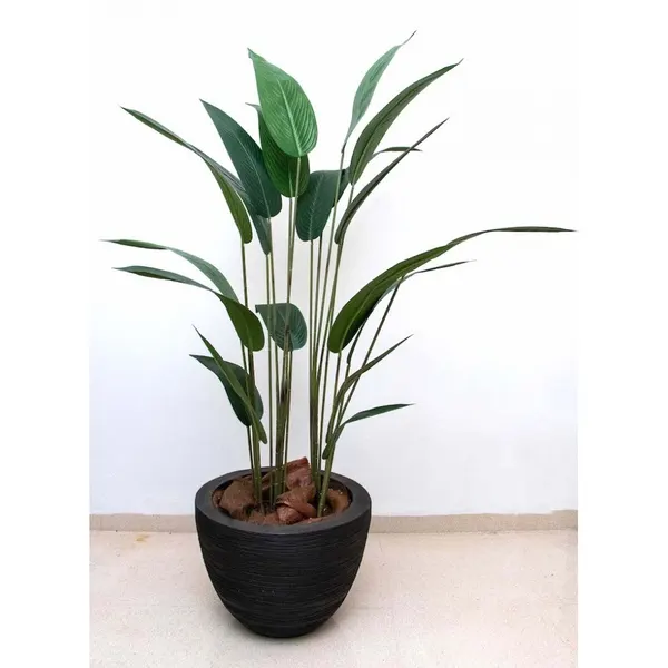 Árbol cuna de moisés 160 cm altura (precio no incluye maceta)