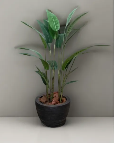 Árbol cuna de moisés 160 cm altura (precio no incluye maceta)