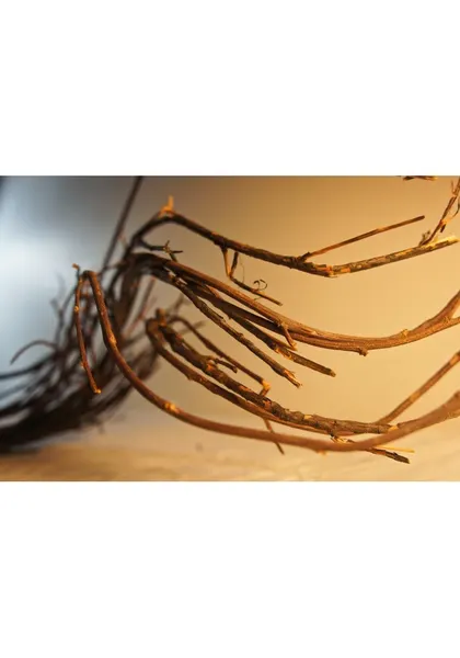 Varas de curly deshidratado 130cm