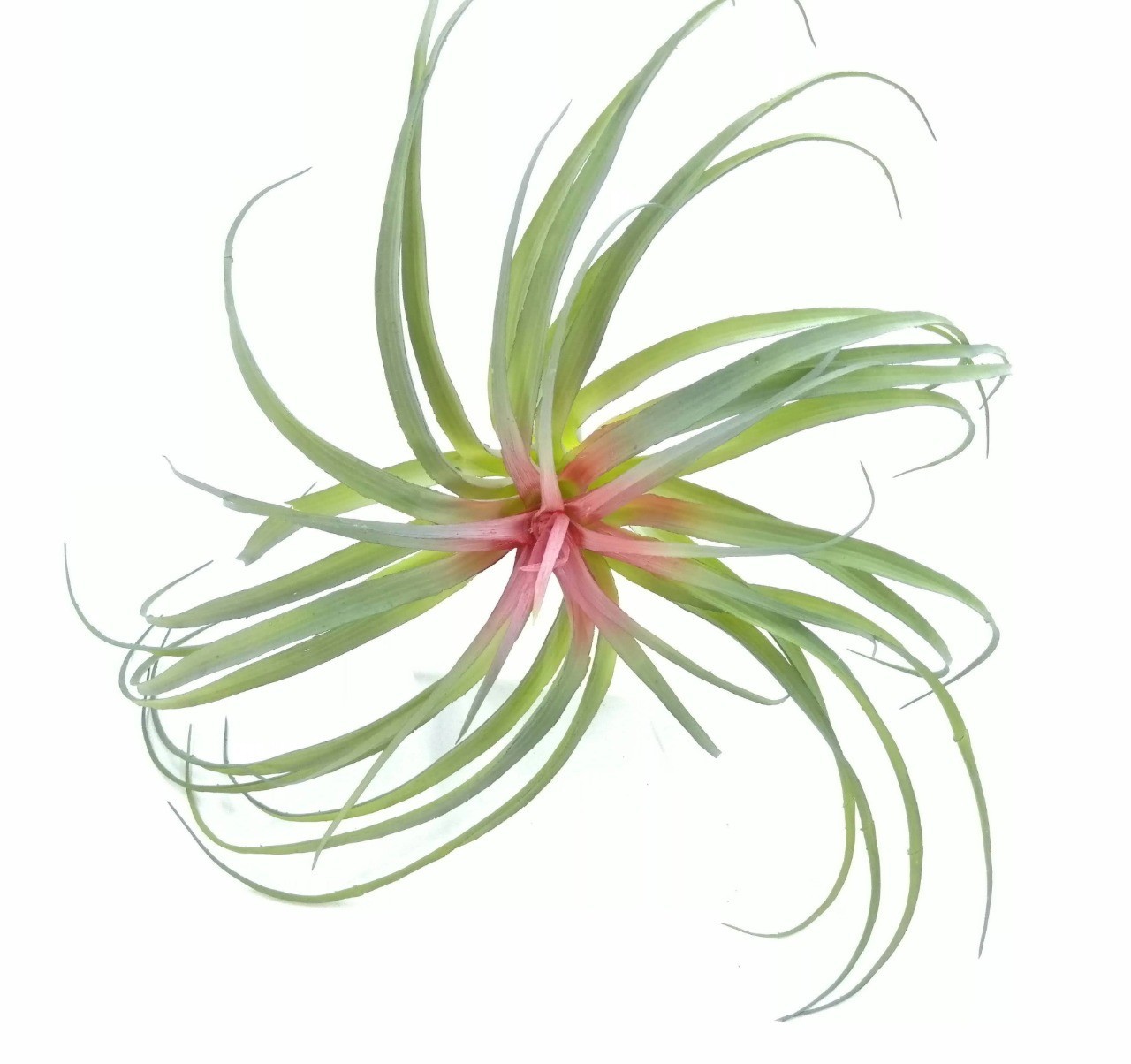 Bromelia 40cm diámetro