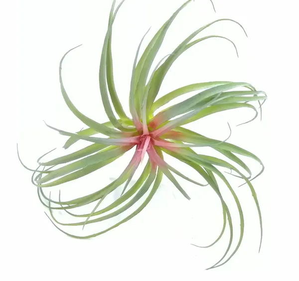 Bromelia 40cm diámetro
