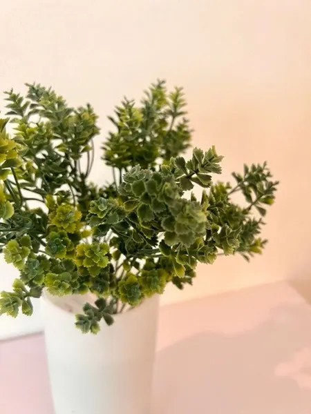 Follaje kalanchoe 30cm, dos colores.