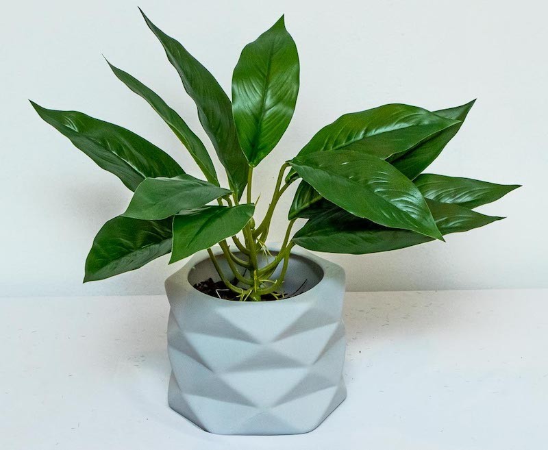 Hoja cuna de moises 45cm de largo