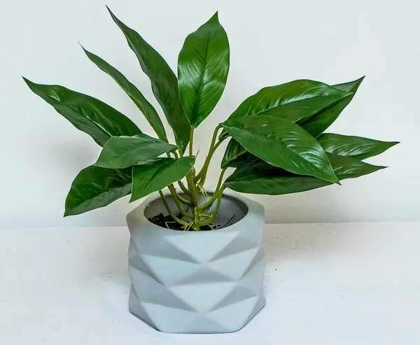 Hoja cuna de moises 45cm de largo