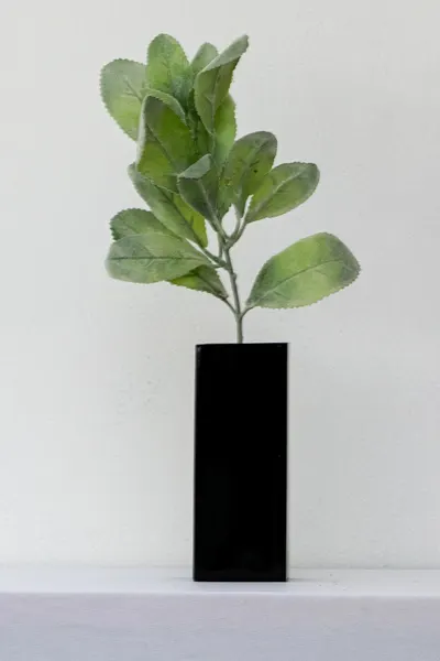 Hojas cenizas evergreen 36cm