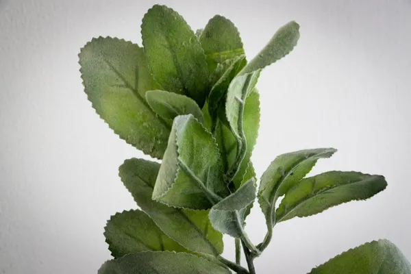 Hojas cenizas evergreen 36cm