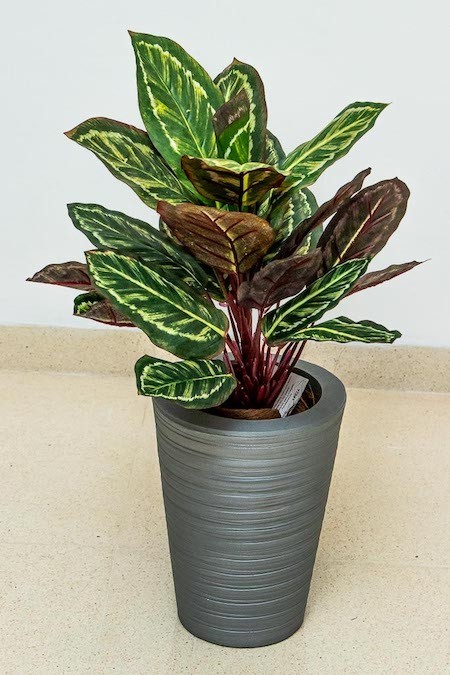 Planta calathea roseopicta 43cm de largo