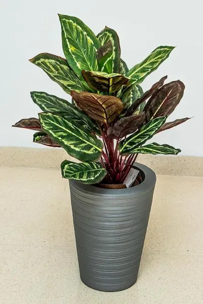 Planta calathea roseopicta 43cm de largo
