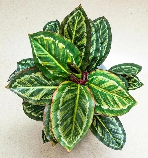 Planta calathea roseopicta 43cm de largo