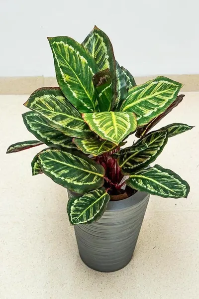Planta calathea roseopicta 43cm de largo