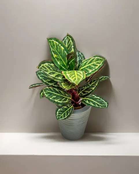 Planta calathea roseopicta 43cm de largo