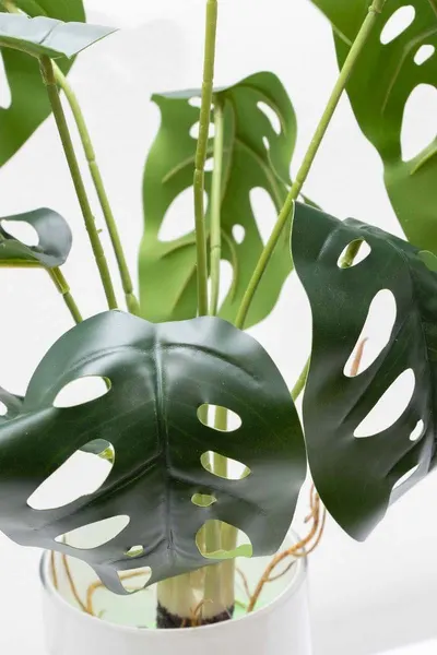 Planta monstera andasonii con raices 41cm largo