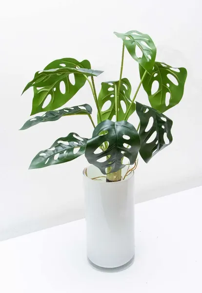 Planta monstera andasonii con raices 41cm largo
