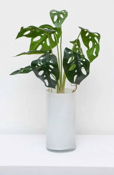 Planta monstera andasonii con raices 41cm largo