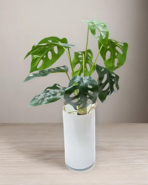 Planta monstera andasonii con raices 41cm largo
