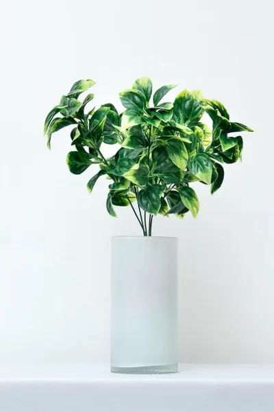 Plantita evonimo jaspeada 37cm altura