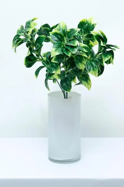 Plantita evonimo jaspeada 37cm altura