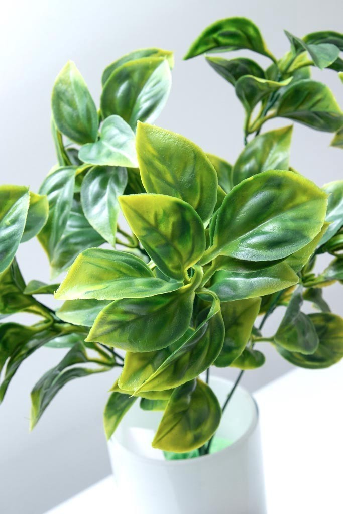 Plantita evonimo verde 37cm altura