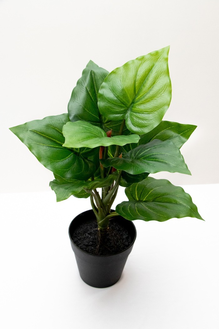Plantita hoja elegante textura natural en maceta 35cm altura
