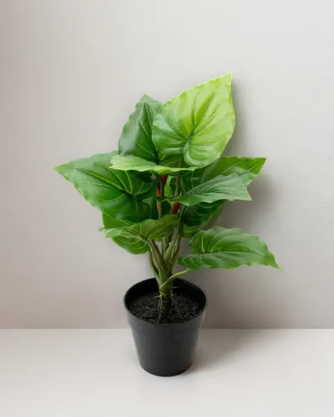 Plantita hoja elegante textura natural en maceta 35cm altura