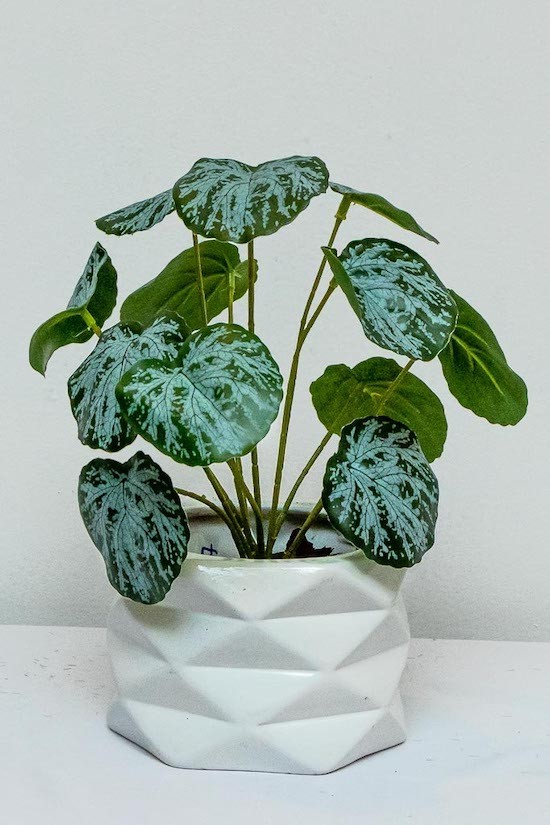 Tradescantia ceniza 25cm largo